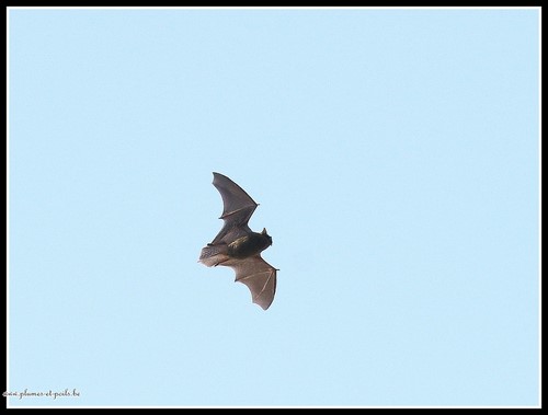 Pipistrelle